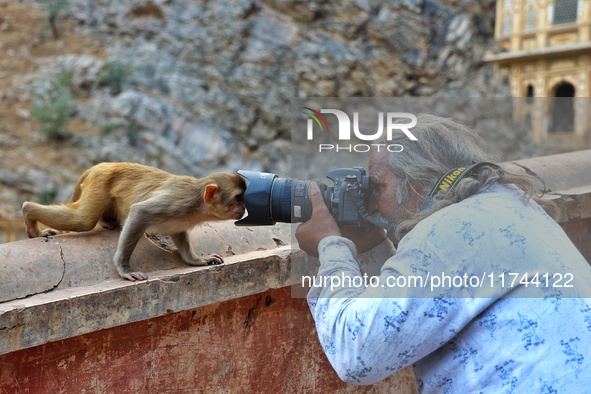 A photographer takes a photo of a macaque at the Shrine Galta Ji Temple in Jaipur, Rajasthan, India, on November 5, 2024. 