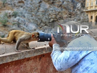 A photographer takes a photo of a macaque at the Shrine Galta Ji Temple in Jaipur, Rajasthan, India, on November 5, 2024. (