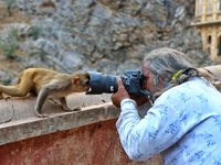 A photographer takes a photo of a macaque at the Shrine Galta Ji Temple in Jaipur, Rajasthan, India, on November 5, 2024. (