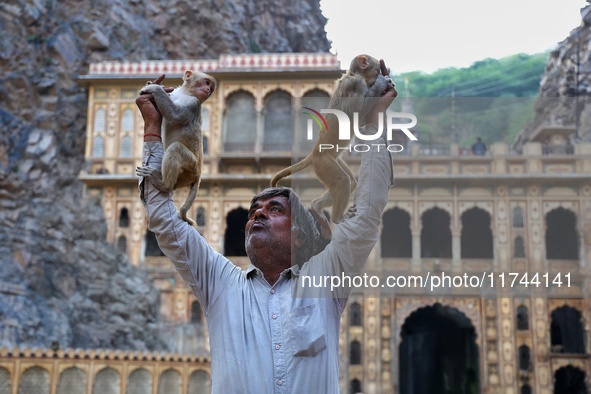 A man with macaques is at the Shrine Galta Ji Temple in Jaipur, Rajasthan, India, on November 5, 2024. 