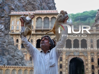 A man with macaques is at the Shrine Galta Ji Temple in Jaipur, Rajasthan, India, on November 5, 2024. (