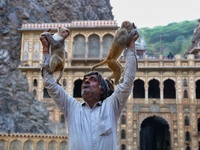 A man with macaques is at the Shrine Galta Ji Temple in Jaipur, Rajasthan, India, on November 5, 2024. (