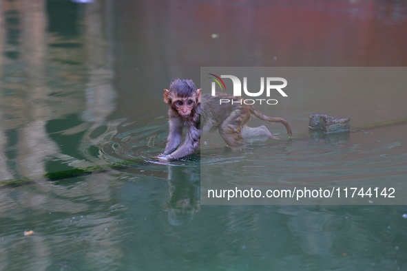 A macaque is at the Shrine Galta Ji Temple in Jaipur, Rajasthan, India, on November 5, 2024. 