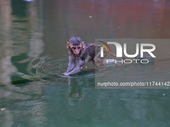 A macaque is at the Shrine Galta Ji Temple in Jaipur, Rajasthan, India, on November 5, 2024. (