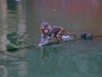 A macaque is at the Shrine Galta Ji Temple in Jaipur, Rajasthan, India, on November 5, 2024. (