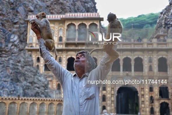 A man with macaques is at the Shrine Galta Ji Temple in Jaipur, Rajasthan, India, on November 5, 2024. 