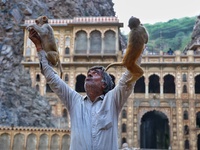 A man with macaques is at the Shrine Galta Ji Temple in Jaipur, Rajasthan, India, on November 5, 2024. (