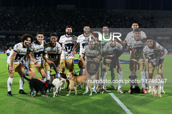 Players of the Pumas de la UNAM pose with dogs for adoption prior to the match corresponding to matchday 16 of the Apertura 2024 tournament...