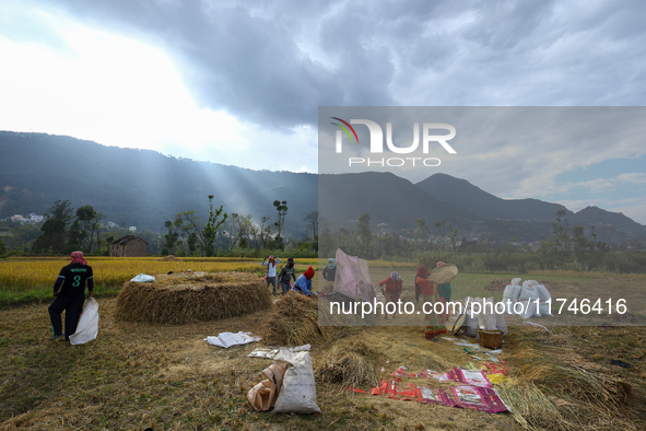 Nepali farmers harvest paddy in a field in Khokana, Lalitpur, on November 6, 2024. 