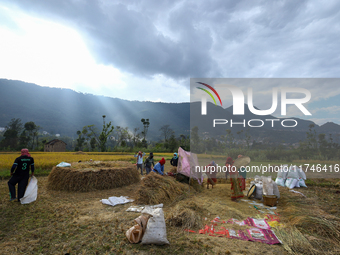 Nepali farmers harvest paddy in a field in Khokana, Lalitpur, on November 6, 2024. (