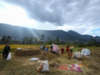 Nepali farmers harvest paddy in a field in Khokana, Lalitpur, on November 6, 2024. (