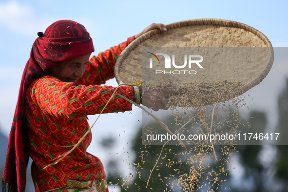 A Nepali farmer winnows rice grains to separate them from the husks in a field in Khokana, Lalitpur, Nepal, on November 6, 2024. 