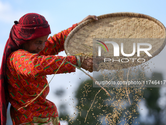 A Nepali farmer winnows rice grains to separate them from the husks in a field in Khokana, Lalitpur, Nepal, on November 6, 2024. (