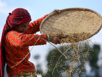 A Nepali farmer winnows rice grains to separate them from the husks in a field in Khokana, Lalitpur, Nepal, on November 6, 2024. (