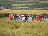 Nepali farmers have lunch in the paddy field, taking a break from their work in Khokana, Lalitpur, Nepal, on November 6, 2024. (