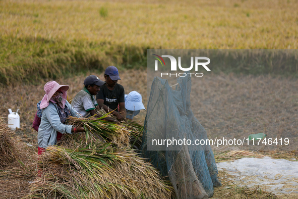 Nepali farmers harvest paddy in a field in Khokana, Lalitpur, on November 6, 2024. 