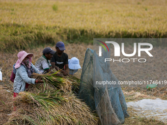 Nepali farmers harvest paddy in a field in Khokana, Lalitpur, on November 6, 2024. (