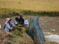 Nepali farmers harvest paddy in a field in Khokana, Lalitpur, on November 6, 2024. (