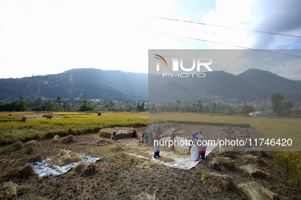 Nepali farmers harvest paddy in a field in Khokana, Lalitpur, on November 6, 2024. 