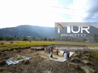 Nepali farmers harvest paddy in a field in Khokana, Lalitpur, on November 6, 2024. (