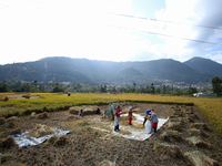 Nepali farmers harvest paddy in a field in Khokana, Lalitpur, on November 6, 2024. (