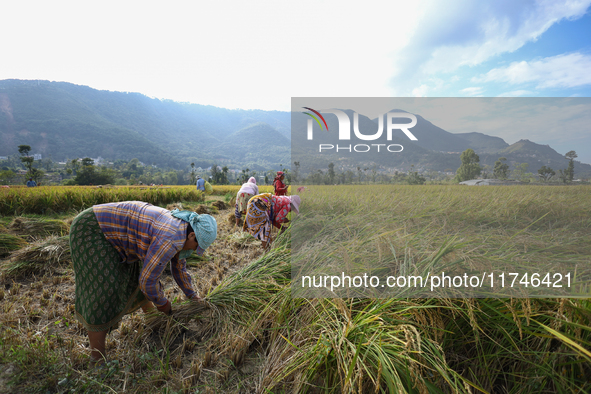 Nepali farmers harvest paddy in a field in Khokana, Lalitpur, on November 6, 2024. 