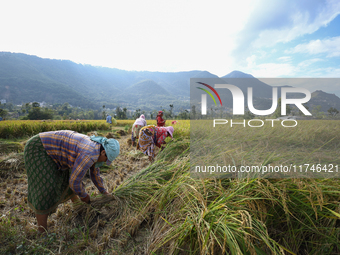 Nepali farmers harvest paddy in a field in Khokana, Lalitpur, on November 6, 2024. (