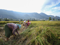 Nepali farmers harvest paddy in a field in Khokana, Lalitpur, on November 6, 2024. (