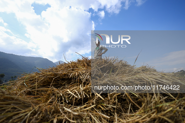 A Nepali farmer stands on a heap of hay straws piled in a field in Khokana, Lalitpur, on November 6, 2024. 