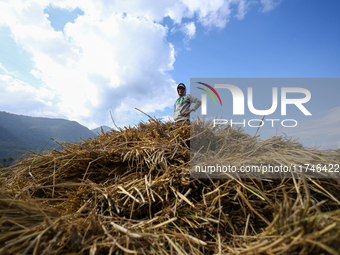 A Nepali farmer stands on a heap of hay straws piled in a field in Khokana, Lalitpur, on November 6, 2024. (