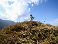 A Nepali farmer stands on a heap of hay straws piled in a field in Khokana, Lalitpur, on November 6, 2024. (