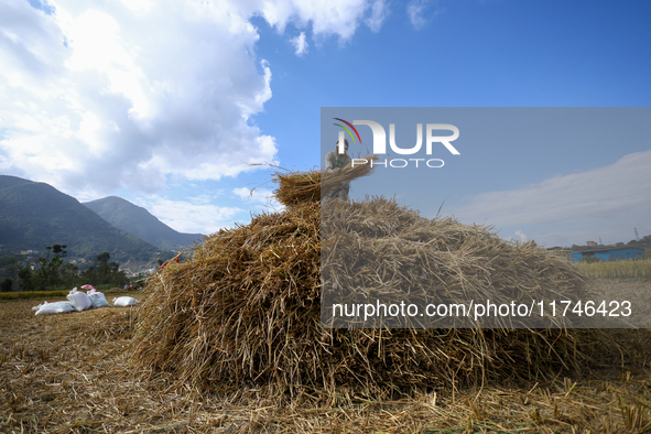 A Nepali farmer arranges hay straws piled in a field in Khokana, Lalitpur, on November 6, 2024. 