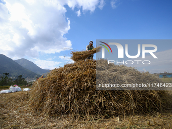 A Nepali farmer arranges hay straws piled in a field in Khokana, Lalitpur, on November 6, 2024. (