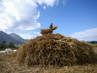 A Nepali farmer arranges hay straws piled in a field in Khokana, Lalitpur, on November 6, 2024. (