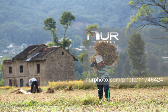 A Nepali farmer carries a bundle of hay-straws from the field in Khokana, Lalitpur, on November 6, 2024. 