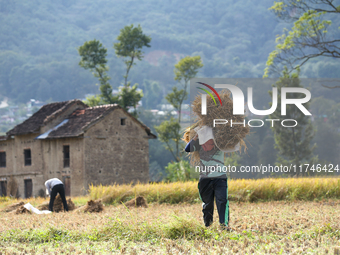 A Nepali farmer carries a bundle of hay-straws from the field in Khokana, Lalitpur, on November 6, 2024. (