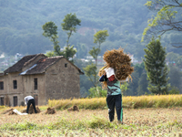 A Nepali farmer carries a bundle of hay-straws from the field in Khokana, Lalitpur, on November 6, 2024. (