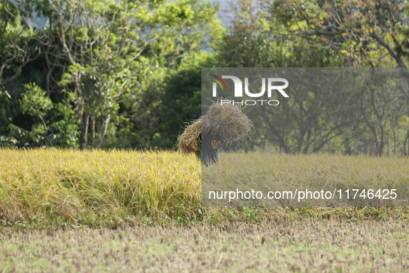 A Nepali farmer carries a bundle of hay-straws as he walks through a paddy field in Khokana, Lalitpur, on November 6, 2024. 