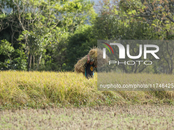 A Nepali farmer carries a bundle of hay-straws as he walks through a paddy field in Khokana, Lalitpur, on November 6, 2024. (