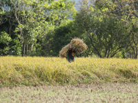 A Nepali farmer carries a bundle of hay-straws as he walks through a paddy field in Khokana, Lalitpur, on November 6, 2024. (