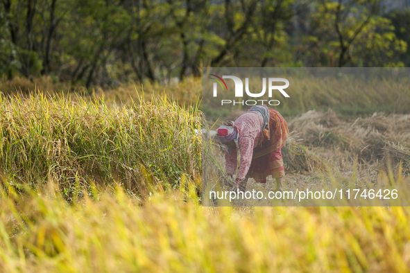 Nepali farmers harvest paddy in a field in Khokana, Lalitpur, on November 6, 2024. 