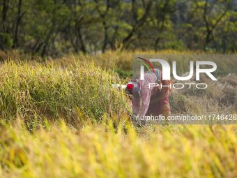 Nepali farmers harvest paddy in a field in Khokana, Lalitpur, on November 6, 2024. (