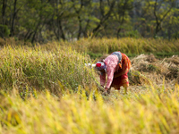 Nepali farmers harvest paddy in a field in Khokana, Lalitpur, on November 6, 2024. (