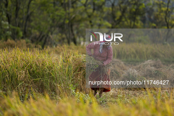 Nepali farmers harvest paddy in a field in Khokana, Lalitpur, on November 6, 2024. 