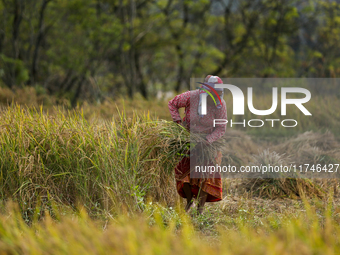 Nepali farmers harvest paddy in a field in Khokana, Lalitpur, on November 6, 2024. (