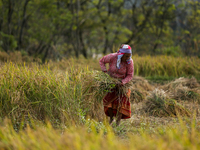 Nepali farmers harvest paddy in a field in Khokana, Lalitpur, on November 6, 2024. (