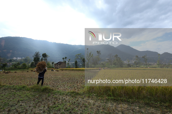 A Nepali farmer carries a bundle of hay-straws as he walks through a paddy field in Khokana, Lalitpur, on November 6, 2024. 