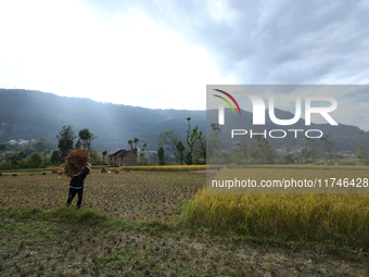 A Nepali farmer carries a bundle of hay-straws as he walks through a paddy field in Khokana, Lalitpur, on November 6, 2024. (