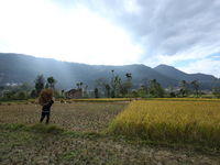 A Nepali farmer carries a bundle of hay-straws as he walks through a paddy field in Khokana, Lalitpur, on November 6, 2024. (