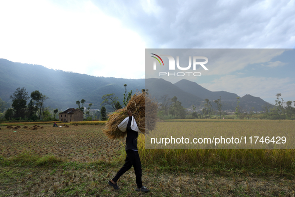 A Nepali farmer carries a bundle of hay-straws as he walks through a paddy field in Khokana, Lalitpur, on November 6, 2024. 